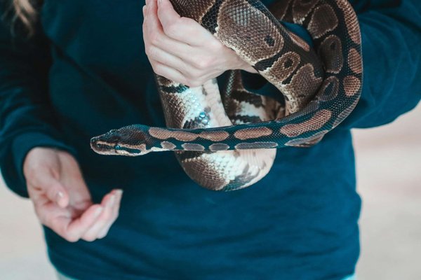 What Are the Signs of Good Health in a Snake?