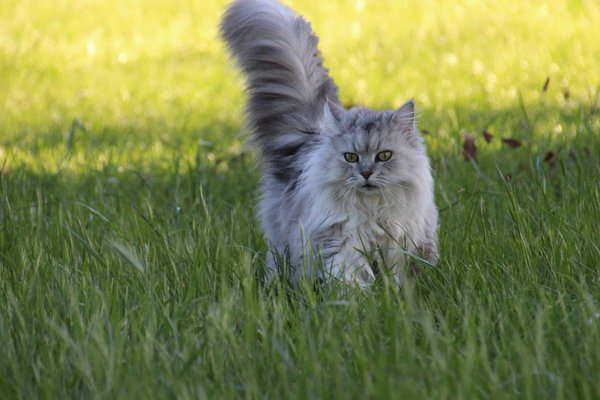 How to Safely Introduce a Cat to an Outdoor Environment?